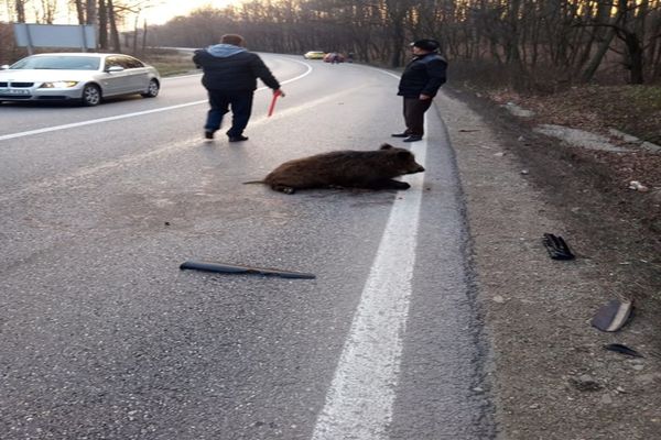 Video| Imagini incredibile pe DN 72, în Dâmbovița. Un porc mistreț blochează șoseaua
