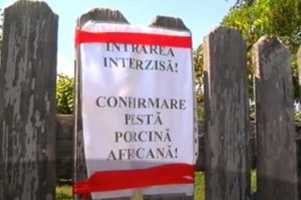 Cele mai noi detalii privind evoluția pestei porcine africane, publicate de ANSVSA. În Dâmbovița sunt încă 15 focare active
