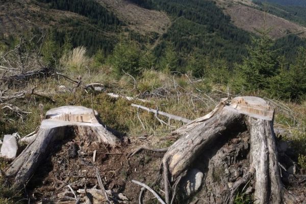 Doar arest la domiciliu, pentru cei care au tăiat o pădure întreagă la Vârfuri, în Dâmbovița