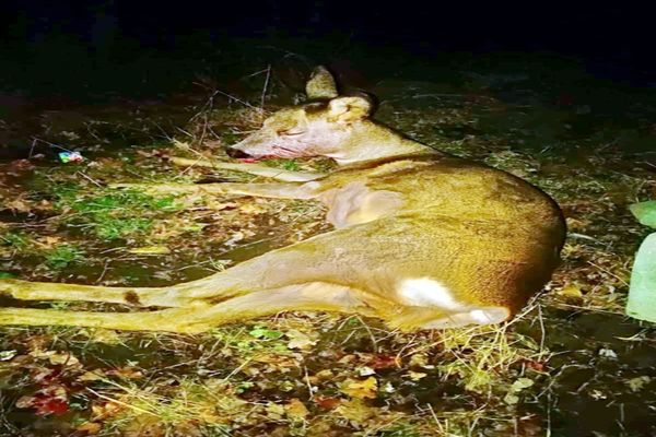 Atenție șoferi! Accidente provocate de căprioare, pe drumurile din Dâmbovița (DJ 701,DN 72A),în dimineața zilei de 31 ianuarie