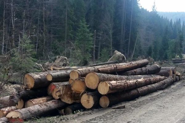 Cantitate record de lemn confiscat, de la un ocol silvic privat, din Dâmbovița