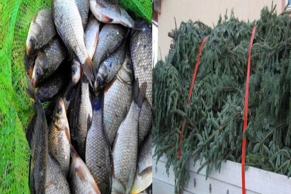 Amenzi pentru mai mulți dâmbovițeni ce încercau sa valorifice bunuri pentru care nu aveau documente. Vezi despre ce e vorba