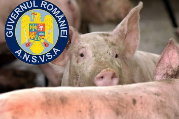 Bilanț ANSVSA: Numărul focarelor de pestă porcină africană este în scădere. În Dâmbovița focarele se înmulțesc