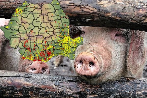 Pesta porcină africană continuă să facă ravagii în sudul țării. Harta virusului publicată de ANSVSA