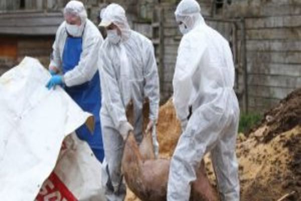 Încă un focar de pestă porcină africană confirmat în Dâmbovița, la Răscăieți