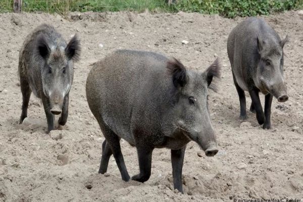 Focare multiple de pestă porcină africană, în continuare, în Dâmbovița. 71 de cazuri la mistreți