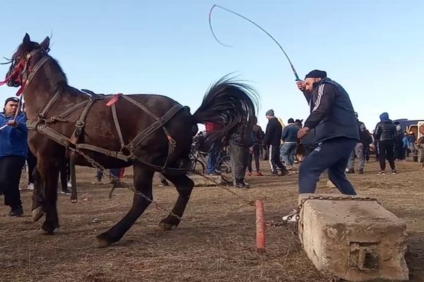IPJ Dâmbovița intervine în cazul ritualului denumit "Botezul Cailor", de la Mogoșești. Dosare penale pentru proprietarii de animale