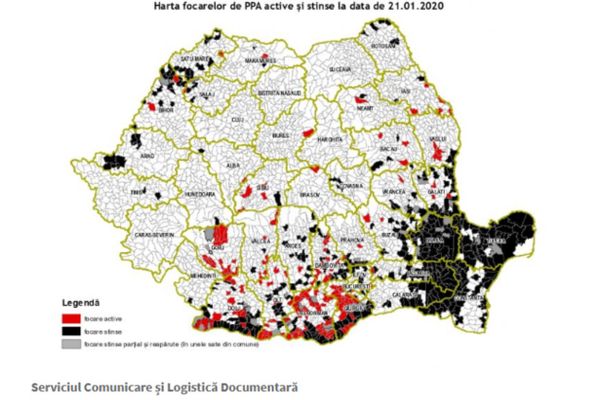 Focare noi de PPA,în Dâmbovița. Cazuri atât la porcii domestici cât și la mistreți. Harta virusului publicată de ANSVSA