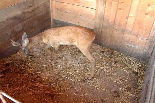 Legea-i dură, dar e lege! Dâmbovițean acuzat de braconaj cinegetic, după ce a crescut un căprior găsit pe câmp