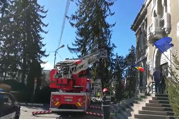 Video| Un brad de peste 100 de ani, de aproape 10-15 metri înălțime, riscă să cadă peste Primăria Târgoviște