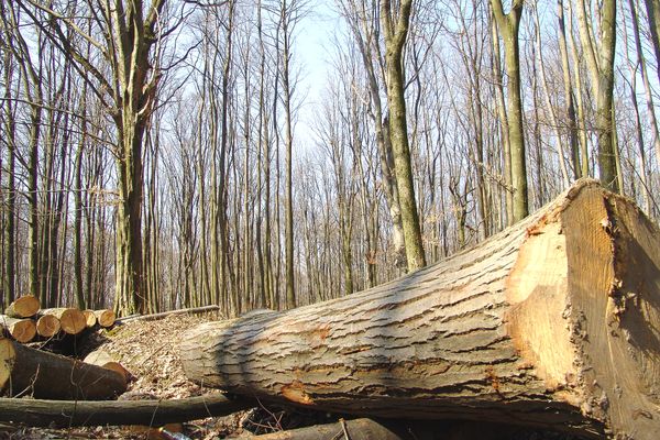 Moarte suspectă. Bărbat de 39 de ani, ucis de un copac pe care voia să îl taie ilegal, lângă Fieni