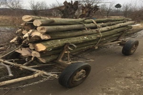 Nimic nu-i sperie. Prinși la "produs" de lemn, chiar în timpul restricțiilor impuse de Ordonanța militară 3