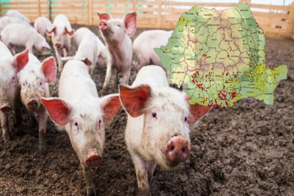 Situație actuală a evoluției pestei porcine africane. Vezi harta răspândirii virusului
