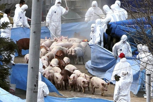 Două focare de pestă porcină africană au fost declarate "stinse", în Dâmbovița, în ultima săptămână