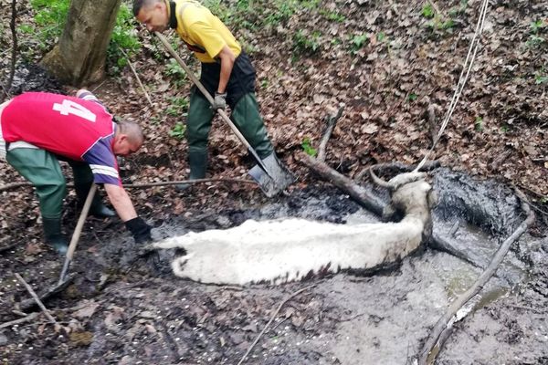 Foto - "Minunea" de Paște. Pompierii au reușit să salveze o vițică scufundată într-o groapă cu reziduuri petroliere, la Moreni