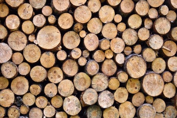 Zeci de metri cubi de lemn, tăiați ilegal, confiscați de polițiștii dâmbovițeni