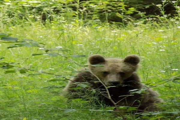 Anunț de la Garda de Mediu: "Dacă vedeți urși în intravilanul localităților sunați la 112."