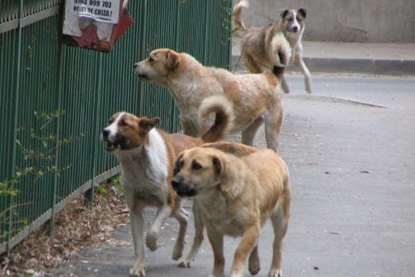 Focar de rabie lângă Târgoviște, la Valea Voievozilor, descoperit după ce un câine, ce a mușcat doi oameni, a murit