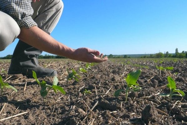 Agricultorii din 33 de comune din Dâmbovița solicită despăgubiri, din partea statului, din cauza secetei pedologice