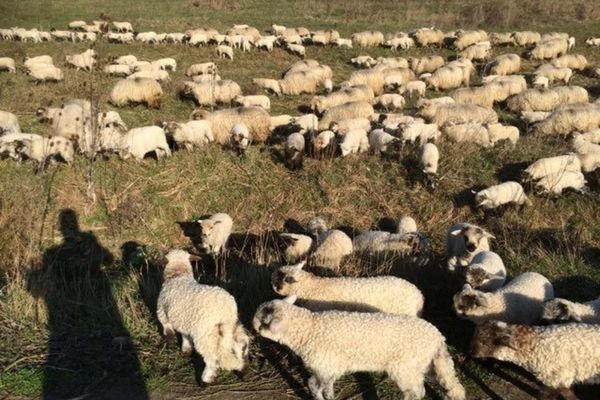 Bătaie cu topoare între ciobani, la Bezdead. Un tânăr a decedat