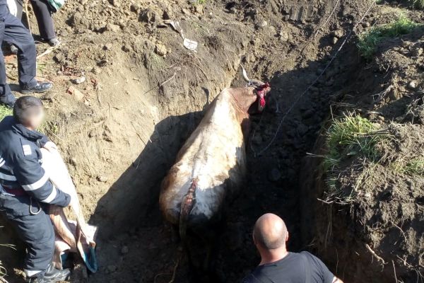 Foto| Operațiune de salvare mai puțin obișnuită. Au intervenit pentru salvarea unei văcuțe, căzute într-un canal
