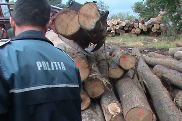 Doi dâmbovițeni arestați, după ce au "diminuat" prejudiciul cauzat prin tăieri ilegale de arbori, dintr-o pădure