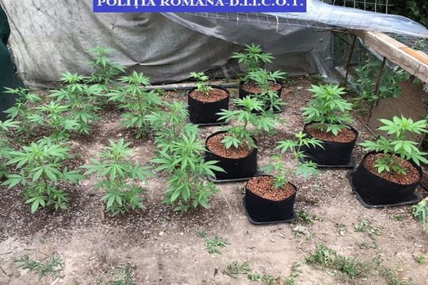 Percheziții în Dâmbovița și Ilfov, la persoane bănuite de trafic de droguri. Cultură de cannabis înființată ilegal 