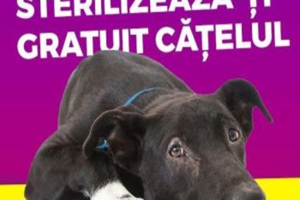 Dâmbovița. Campanie de sterilizare gratuită a câinilor de rasă metisă, la Pucioasa