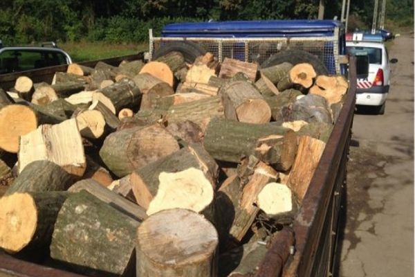 Hoţii de lemne vor rămâne fără mijloacele pe care le folosesc pentru comiterea ilegalităţilor!