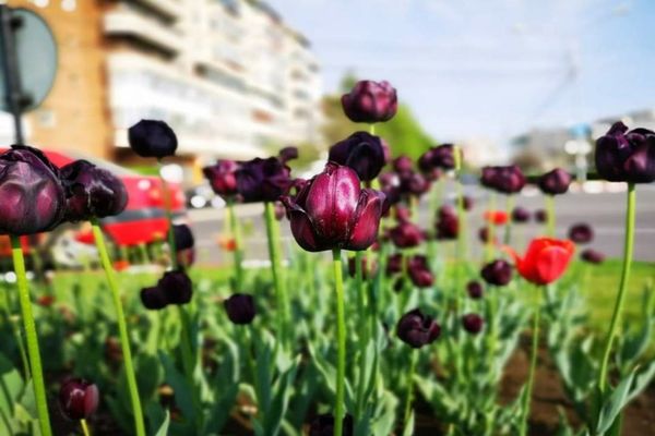 Parc de 50.000 de mp la Târgoviște!