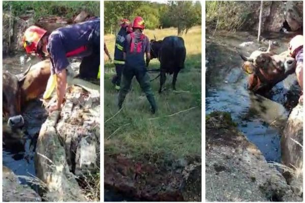 O vacă, salvată dintr-o fosă septică de pompierii din Dâmbovița