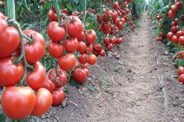Încep plățile pentru Programul Tomata. Vor fi alimentate conturile direcțiilor județene pentru agricultură