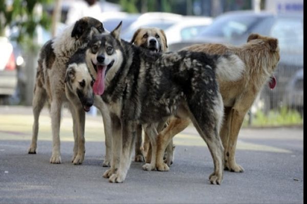 Se înființează Poliția Animalelor. Autoritățile pot acționa fără mandat dacă un animal este torturat 