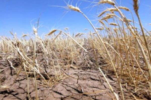 Doar astăzi mai pot depune fermierii cererile de despăgubiri pentru secetă 