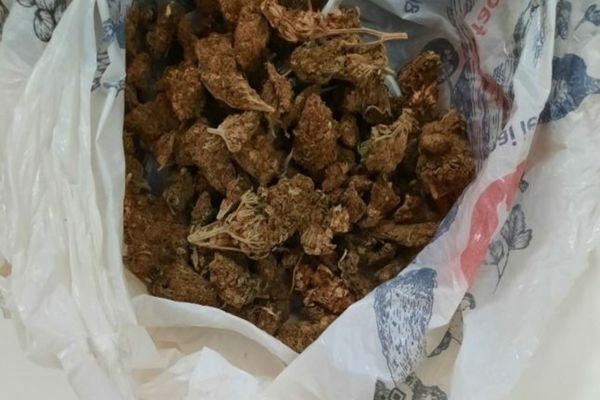 Plantație de cannabis, pe o suprafață de 6 hectare, descoperită în Dâmbovița. Peste o tonă de droguri, confiscate