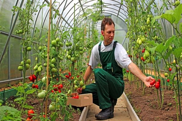 APIA suspendă temporar măsura de primire a cererilor pentru fermierii afectați de criza COVID