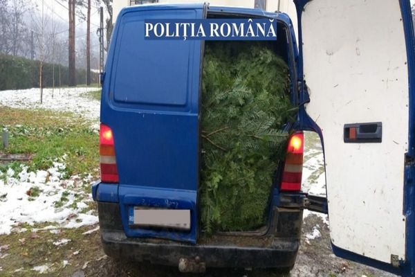 Peste 4.000 de pomi de Crăciun, tăiați ilegal, confiscați de polițiști 