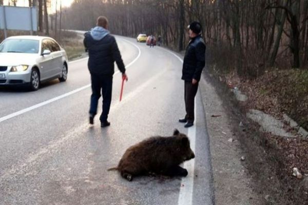 CNAIR, obligată să îi achite daune morale unei şoferiţe care și-a distrus mașina după ce a lovit un mistreţ  