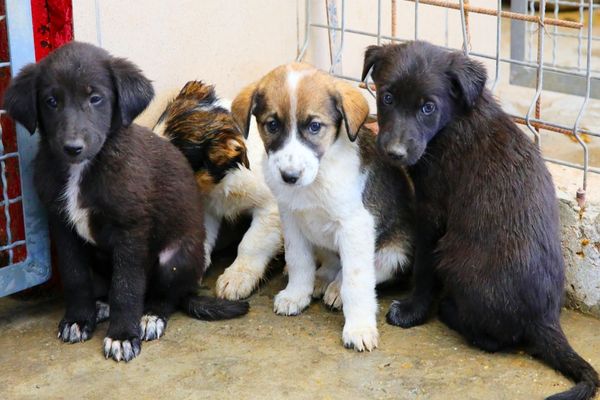 Controale ANSVSA în adăposturile de câini fără stăpân din Ilfov și Dâmbovița. Ce nereguli au fost descoperite