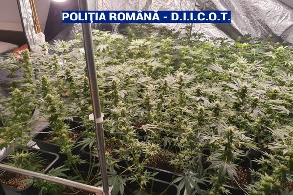 Grupare de traficanți de droguri destructurată de polițiștii prahoveni – 15 percheziții în Prahova și Dâmbovița