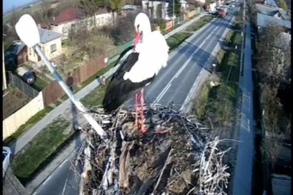 O barză, vedetă într-un oraș din Dâmbovița. Pasărea poate fi urmărită live direct din cuib 