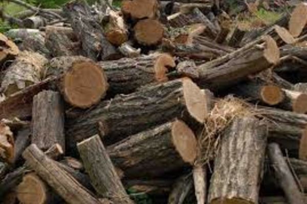 Tânăr cercetat sub control judiciar după ce a sustras arbori dintr-o pădure din Dâmbovița