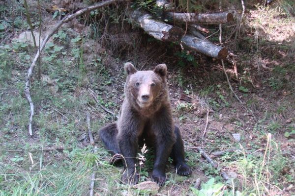 Urșii fac ravagii în Dâmbovița. Ce măsuri au luat autoritățile