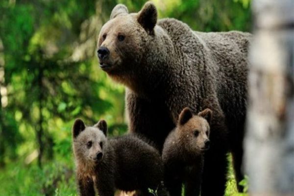 Ce măsuri au luat autoritățile din Dâmbovița după apariția unei ursoaice în zona Pucheni