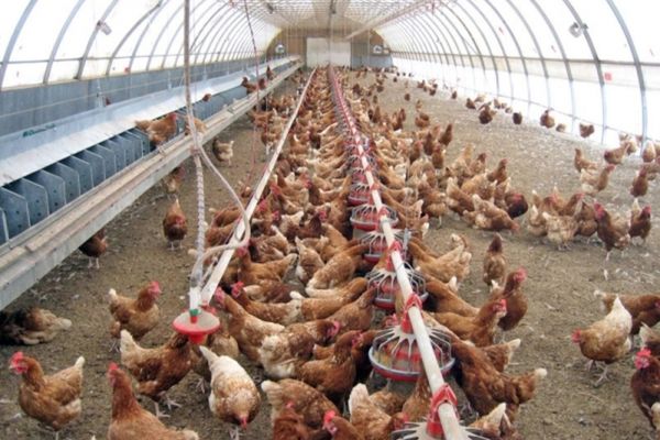 Focar de salmonella descoperit la o fermă de păsări din Dâmbovița. 48.000 de găini vor fi incinerate
