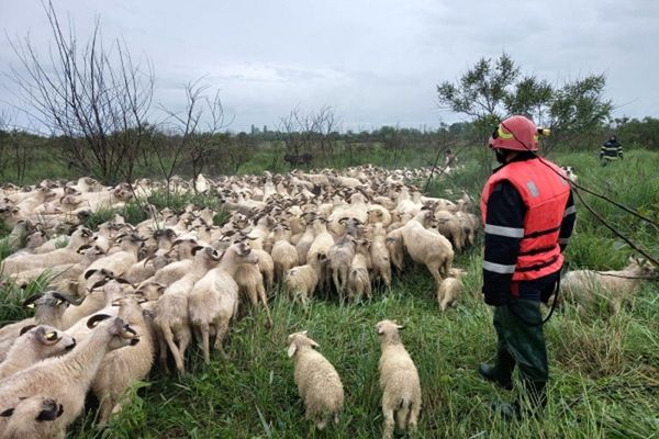 Dâmbovița: Intervenție pentru salvarea unui cioban și a unei turme de 800 de oi, izolați pe ape, pe un islaz