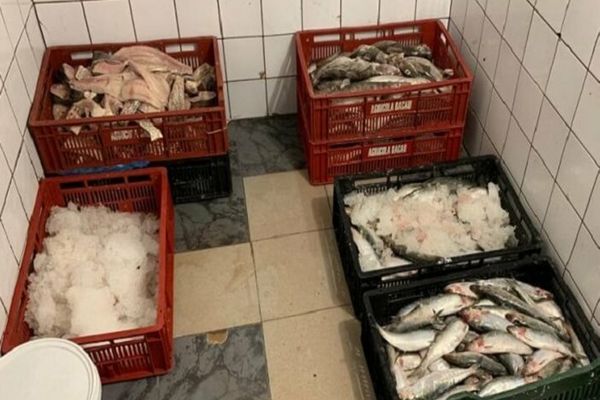 Zeci de tone de pește, impropriu consumului uman, adus pentru comercializare în România. În ce județe a fost găsită marfa