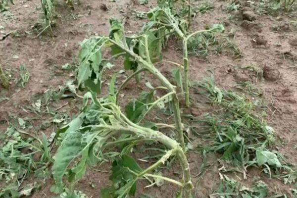 Grindina a făcut prăpăd, în Dâmbovița! Sute de hectare cultivate au fost afectate- VIDEO 