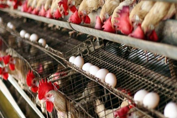 Salmonella descoperită într-o fermă din localitatea Valea Mare, județul Dâmbovița 