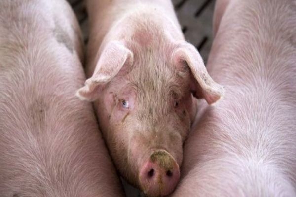 Pesta porcină schimbă regulile după care românii pot crește porci în gospodării 